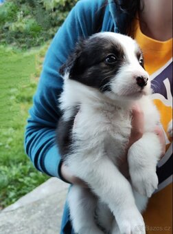Border kolie - 6
