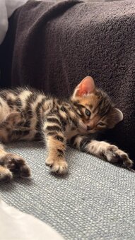 Bengálská koťata - 6