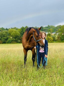 Vestfálská klisna pro děti i do sportu - 6
