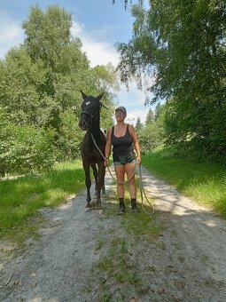 Roční appaloosa klisna - 6
