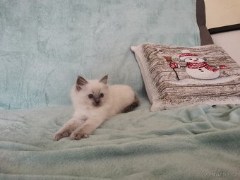 Ragdoll bez PP - 6