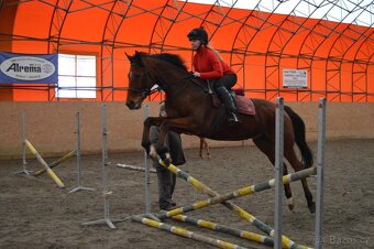 Prodám valacha A1/1 - 6