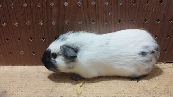 Morčata - morče hladké. - 6