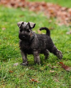 Knírač malý pepř a sůl s pp - 6