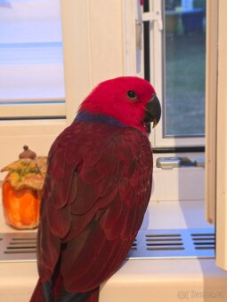 Eklektus různobarvý - 6