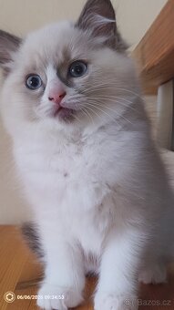 Koťata Ragdoll - 6
