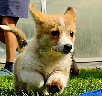 Welsh corgi pembroke s PP - 6