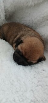 Mops - 6
