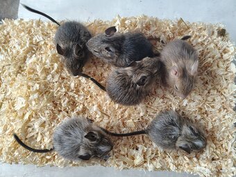 Osmák Degu - mláďata s VP ze zájmového chovu - 6