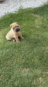 Sharpei - 6