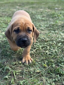 Boerboel - štěňátko pejsek - 6