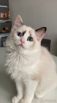 Ragdoll Kočička s PP - 6