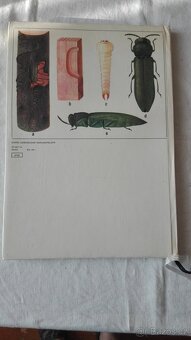 Atlas hmyzích škůdců lesních dřevin - 6