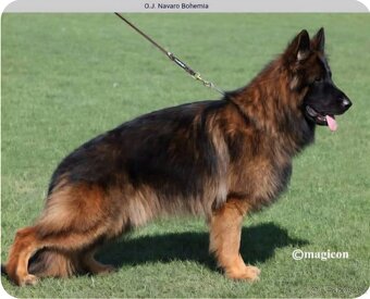 Německý ovčák - 6