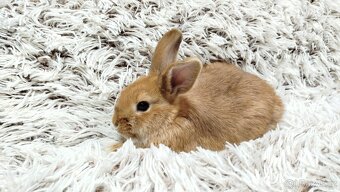 Zakrslý králíček, králík - LILI - 6