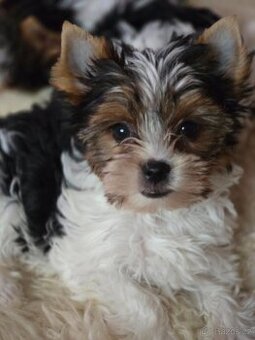 Jorkširský teriér-biewer - 6