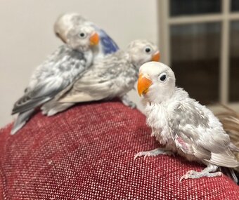 Prodám 3 mláďata agapornis - 6