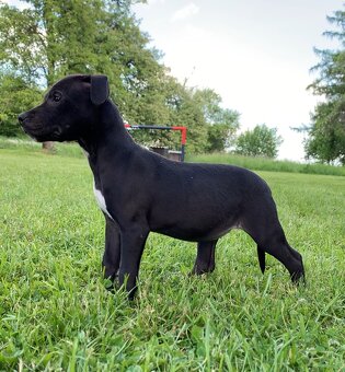 Americky pitbull s pp - 6