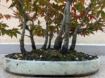 Bonsai, Bonsaj, japonský javor, lesík - 6