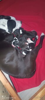 Amstaff štěňata - 6