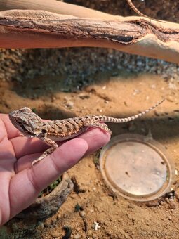Agama vousatá - mláďata - 6