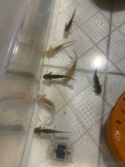 Axolotl - 6