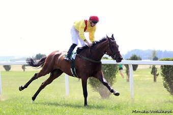 Prodám valacha A1/1 - 6