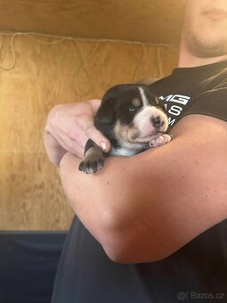 Velký švýcarský salašnický pes - rezervace štěňátek s PP - 6