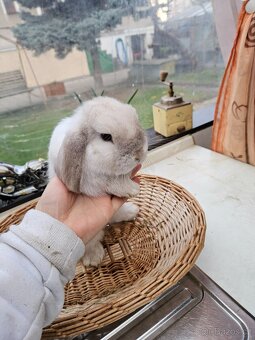 Zakrslý králík - 6