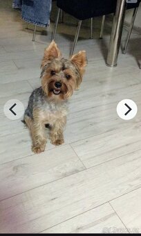 Yorksirsky/Jorksirsky terier X - 6