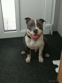 new staford ke krytí.. - 6