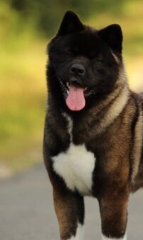 Americká akita- plánovaný vrh ,,D” - 6