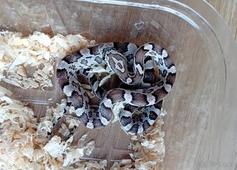 Užovka červená het Scaleless - 6