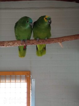 Amazoňan modročelí eastiva - 6