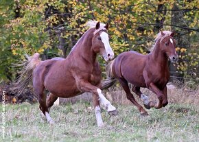 Připouštění Welsh cob - D - 6