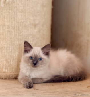 Koťátka Ragdoll s PP - 6