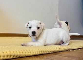 Štěňata Parson Russell Terier s PP - 6