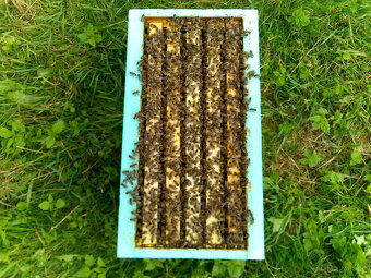 Včelstva,oddělky - 6