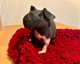 Skinny samičky s PP - 6