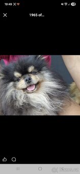 Daruji pejska kluk - 6