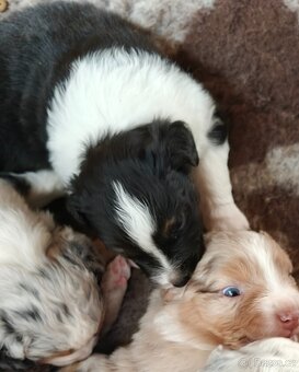 Štěňátka Australský ovčák - 6