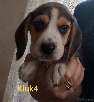 Bígl, trikolor štěňátka - 6
