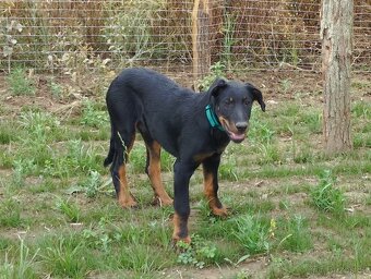 Beauceron s PP - 6