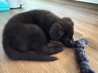 Německý ovčák Štěnata - 6