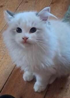 Koťátka  ragdoll s PP (FIFE) - 6