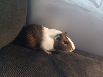 Malá morčata z domácího chovu (i jednotlivě) - 6