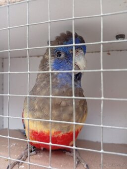 Papoušek rudobřichý - 6