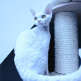 Devon rex - 6