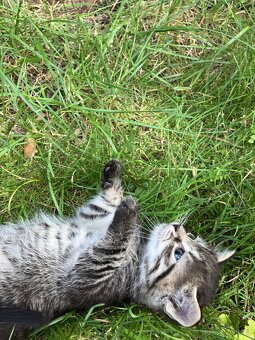 Kotě mainské mývalí - 6