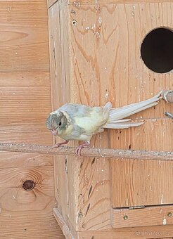 Kakariki rudočely - 6